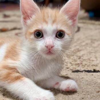 Cheeto* -  Domestic Short Hair Cat for Adoption in San Gabriel, California - Cheeto* | PetCurious