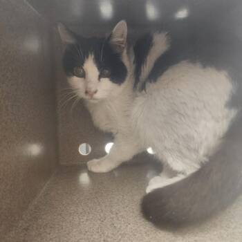 Domestic Short Hair Cats Available for Adoption in Evensville, Tennessee - Daphne | PetCurious