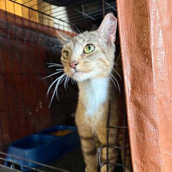 Cherry -  Domestic Short Hair Cat for Adoption in Stephenville, Texas - Cherry | PetCurious