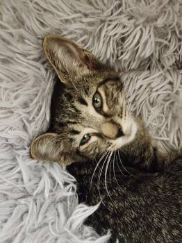 Rescue Domestic Short Hair Cats for Adoption in Hilton Head Island, South Carolina - Popeye | PetCurious
