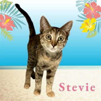 STEVIE -  Domestic Short Hair Cat for Adoption in Visalia, California - STEVIE | PetCurious