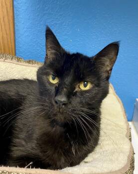 Domestic Short Hair Cats Available for Adoption in Fargo, North Dakota - Luke Skywhisker | PetCurious