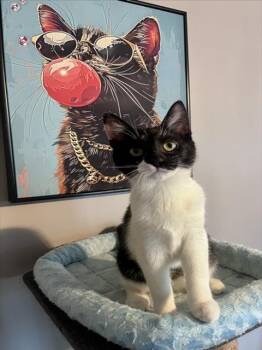 Domestic Short Hair Cats Available for Adoption - MURIEL | PetCurious