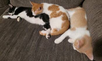 Rescue Domestic Short Hair Cats for Adoption in Stewart, Minnesota - Butterscotch, Nougat & Oreo | PetCurious