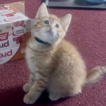 Honeybee -  Domestic Short Hair Cat for Adoption in Keizer, Oregon - Honeybee | PetCurious