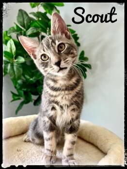 Scout -  Domestic Short Hair Cat for Adoption in El Cajon, California - Scout | PetCurious