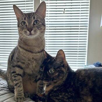 Belia -  Domestic Short Hair Cat for Adoption in Tampa, Florida - Belia | PetCurious