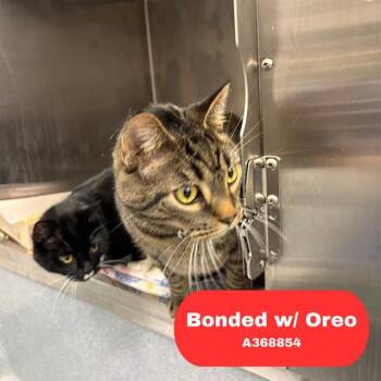 TIGER -  Domestic Short Hair Cat for Adoption in Indianapolis, Indiana - TIGER | PetCurious