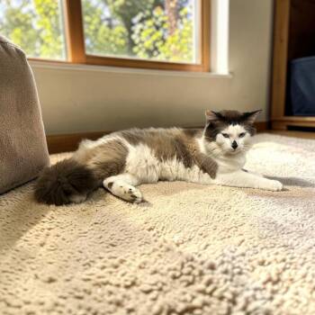 Ozzie -  Ragdoll Cat for Adoption in Blanchard, Oklahoma - Ozzie | PetCurious