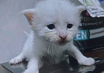 Rescue Domestic Long Hair Cats for Adoption in Fort Madison, Iowa - Beluga | PetCurious