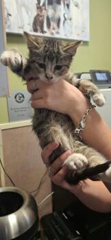 Peaches -  Domestic Short Hair Cat for Adoption in Rockwall, Texas - Peaches | PetCurious