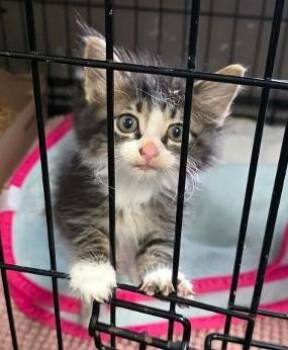 Pete -  Domestic Medium Hair and Domestic Short Hair Cat for Adoption in Clinton, Missouri - Pete | PetCurious