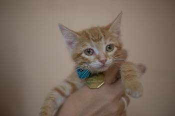 Punkin -  Domestic Short Hair and Tabby Cat for Adoption in Mountain Home, Arkansas - Punkin | PetCurious