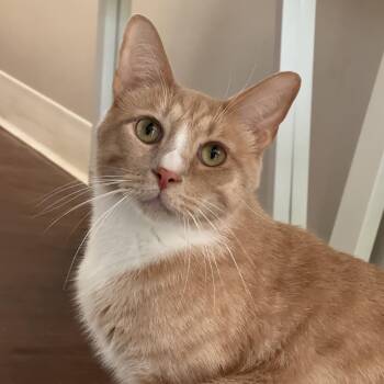 Champagne -  Domestic Short Hair Cat for Adoption in Chapel Hill, North Carolina - Champagne | PetCurious