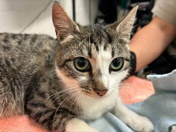 Domestic Short Hair Cats Available for Adoption in Alameda, California - PEARL | PetCurious