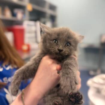 Domestic Long Hair Cats Available for Adoption in Greensboro, North Carolina - Cinnamon Toast Crunch | PetCurious