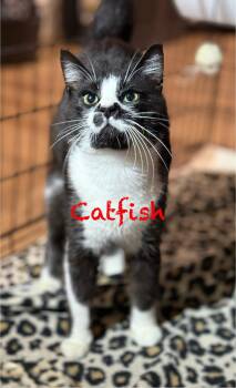 Domestic Short Hair Cats Available for Adoption in Pawleys Island, South Carolina - Catfish | PetCurious