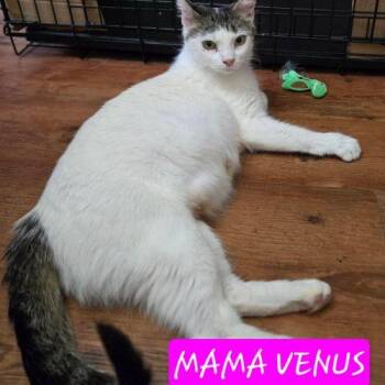 Venus -  Domestic Short Hair Cat for Adoption in Elizabeth, Illinois - Venus | PetCurious