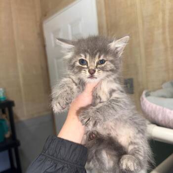 Toast -  Domestic Long Hair Cat for Adoption in Tylertown, Mississippi - Toast | PetCurious