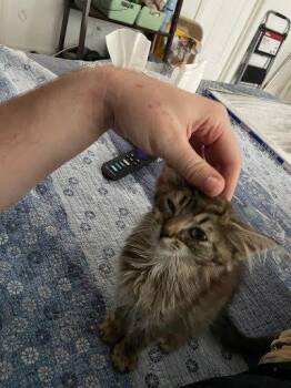 Jason -  Domestic Short Hair Cat for Adoption in Raleigh, North Carolina - Jason | PetCurious