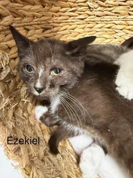Ezekiel -  Domestic Short Hair Cat for Adoption in Bryan, Ohio - Ezekiel | PetCurious