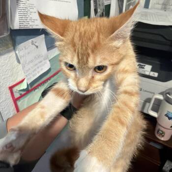Tundra -  Domestic Short Hair Cat for Adoption in Port Charlotte, Florida - Tundra | PetCurious