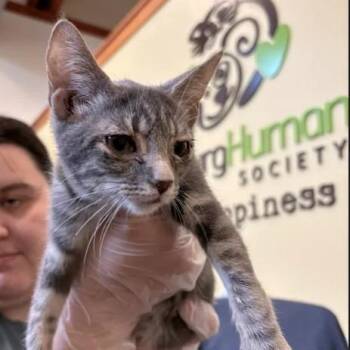 Swedish Chef -  Domestic Short Hair Cat for Adoption in Lynchburg, Virginia - Swedish Chef | PetCurious