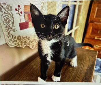 Domestic Short Hair Cats Available for Adoption in South Pasadena, California - Boots | PetCurious