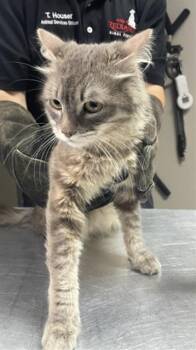 TIMMY -  Domestic Long Hair Cat for Adoption in Redlands, California - TIMMY | PetCurious