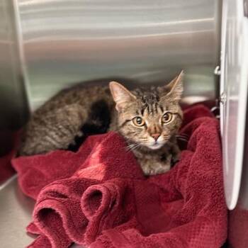 Lily -  Domestic Short Hair Cat Available for Adoption in New Fairfield, Connecticut - Lily | PetCurious