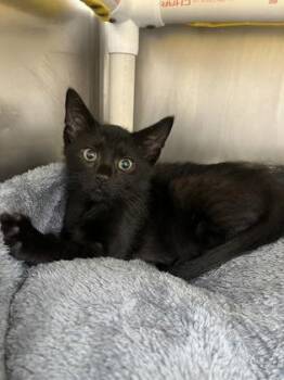 Ash -  Domestic Short Hair Cat for Adoption in Largo, Florida - Ash | PetCurious