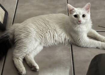 Domestic Long Hair Cats Available for Adoption in Phoenix, Arizona - Solaris  | PetCurious