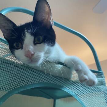 Don -  Domestic Short Hair Cat for Adoption in Mount Laurel Township, New Jersey - Don | PetCurious