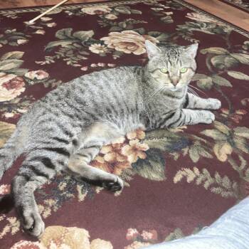 Vinnie -  Domestic Short Hair Cat for Adoption in Lemoyne, Pennsylvania - Vinnie | PetCurious
