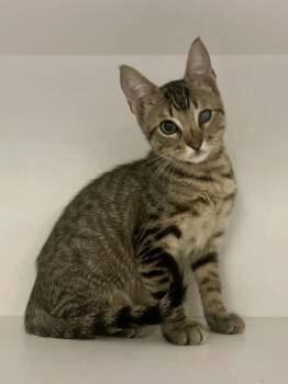 Teddy -  Domestic Short Hair Cat for Adoption in Austin, Texas - Teddy | PetCurious