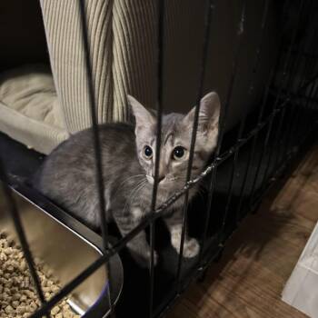Domestic Short Hair Cats Available for Adoption - Aurora | PetCurious
