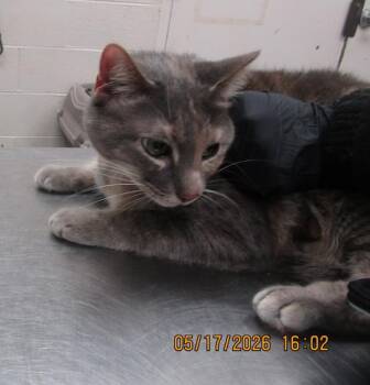 Domestic Short Hair Cats Available for Adoption in Marietta, Georgia - Marigold (633) | PetCurious