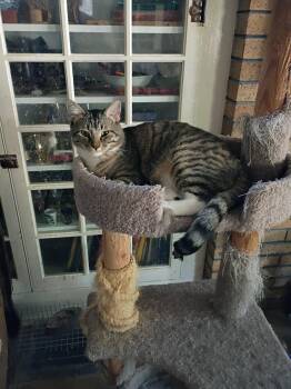 Tabby Cats Available for Adoption in Fort Worth, Texas - Boss | PetCurious