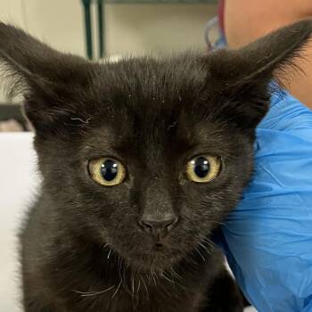 107965 -  Domestic Short Hair Cat for Adoption in Las Cruces, New Mexico - 107965 | PetCurious