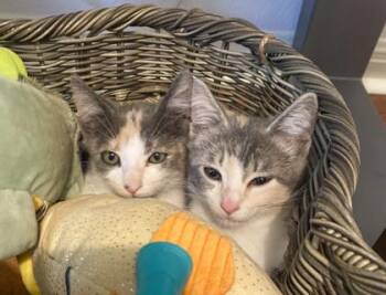 Spritz -  Domestic Short Hair Cat for Adoption in San Antonio, Texas - Spritz | PetCurious