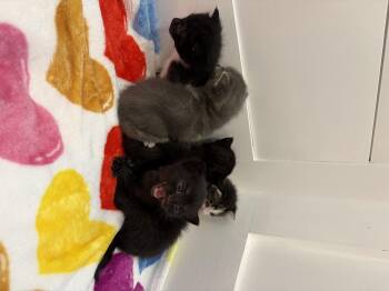 Domestic Short Hair Cats Available for Adoption in North Haledon, New Jersey - Cora | PetCurious