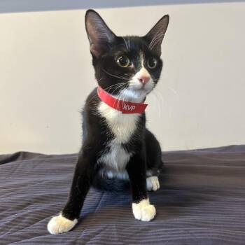 Minnie -  Domestic Short Hair Cat for Adoption in San Gabriel, California - Minnie | PetCurious