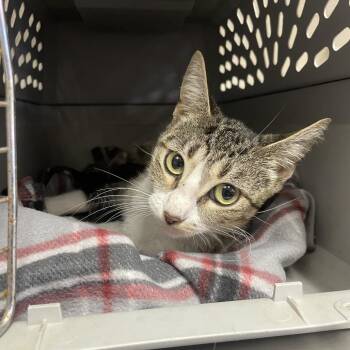 Emeralda -  Domestic Short Hair Cat for Adoption in San Antonio, Texas - Emeralda | PetCurious