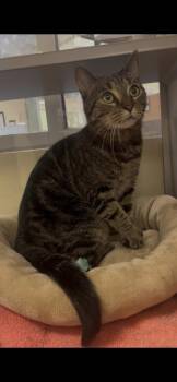 Tyrone -  Domestic Short Hair Cat for Adoption in Stratham, New Hampshire - Tyrone | PetCurious