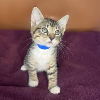 Rescue Domestic Short Hair Cats for Adoption in San Antonio, Texas - Nick | PetCurious