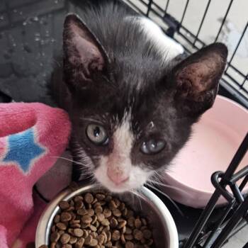 Sherman -  Domestic Medium Hair Cat for Adoption in Bentonville, Arkansas - Sherman | PetCurious