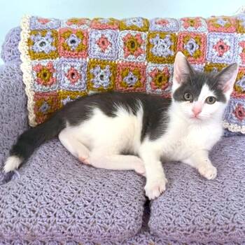 Rescue Turkish Van Cats for Adoption in Oakwood, Georgia - JOYOUS JUDY! | PetCurious