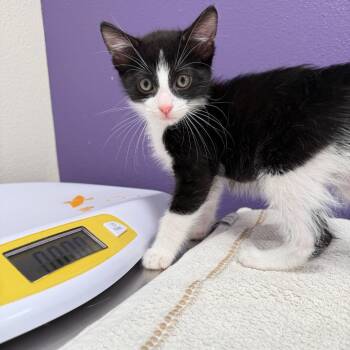 Tartar -  Domestic Short Hair Cat for Adoption in Englewood, Florida - Tartar | PetCurious