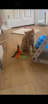 Rescue American Shorthair Cats for Adoption in Midlothian, Texas - Cheddar | PetCurious