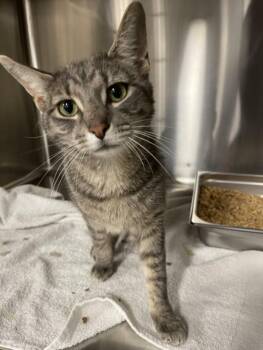 WHISKER -  Domestic Short Hair Cat for Adoption in Hagerstown, Maryland - WHISKER | PetCurious